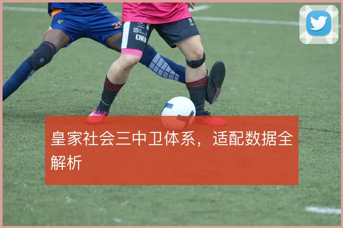 皇家社会三中卫体系，适配数据全解析
